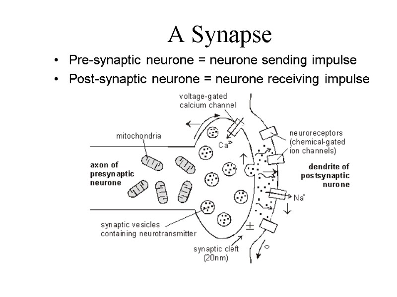 A Synapse Pre-synaptic neurone = neurone sending impulse Post-synaptic neurone = neurone receiving impulse